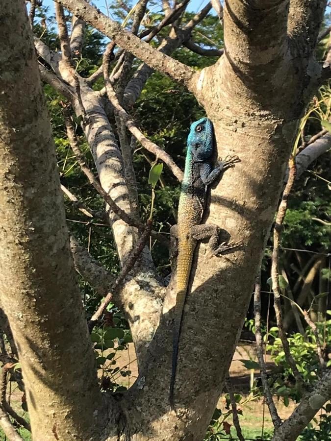Kingfishers Khaya Sodwana Bay Luaran gambar