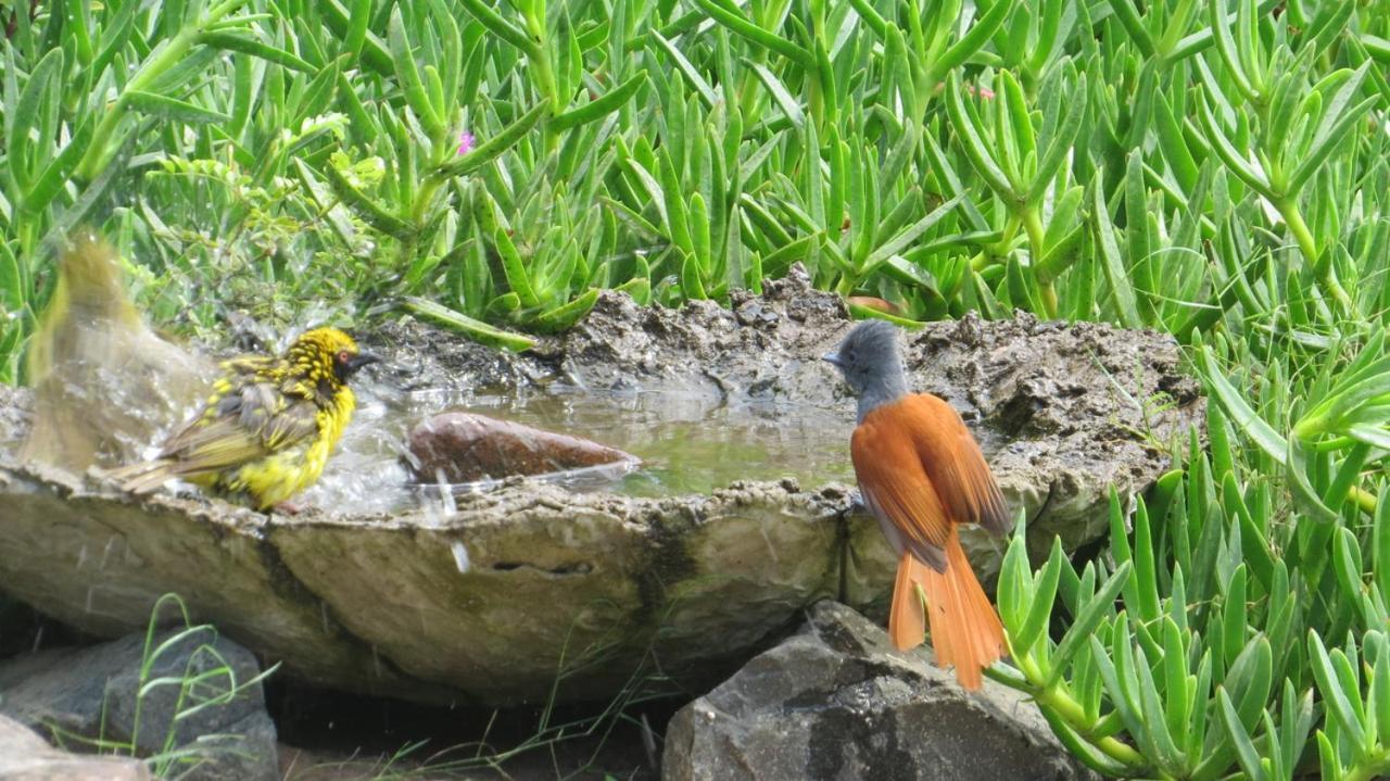Kingfishers Khaya Sodwana Bay Luaran gambar